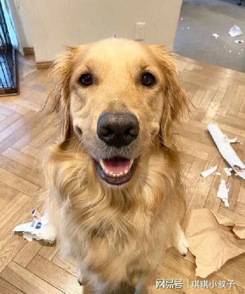  金毛寻回犬也爱撕家这满脸无辜的样子,真舍不得批评它