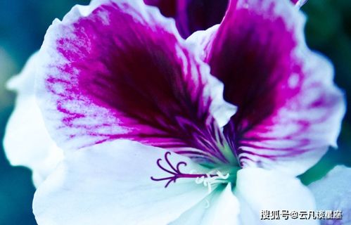  上有丈夫疼,下有孩子孝,钱财手中来幸福美满的三大生肖女