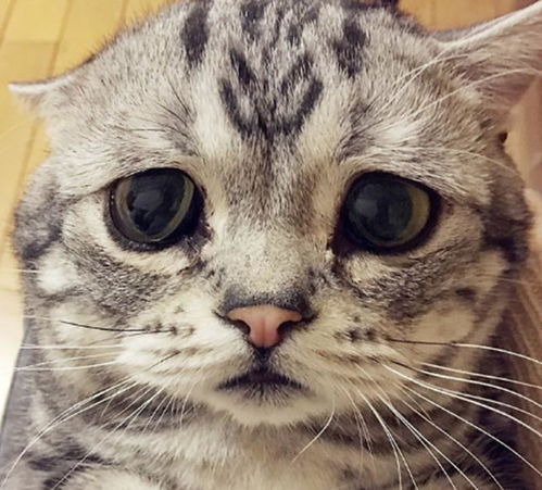  猫咪因长相怪异走红网络,拥有百万粉丝,每一张照片都能当表情包