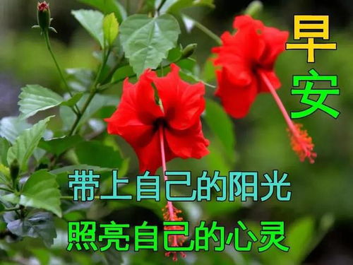  60余个精美早上好表情包