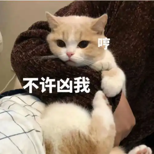  原来摸猫头,在猫咪看来,竟有这些意思