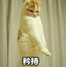  新锐丨薛之谦大张伟艾克里里papi酱,离你最近的段子手和你同框你却不知道