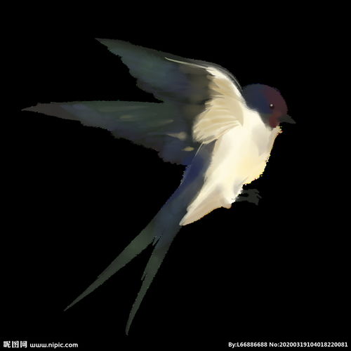  燕子插画图片