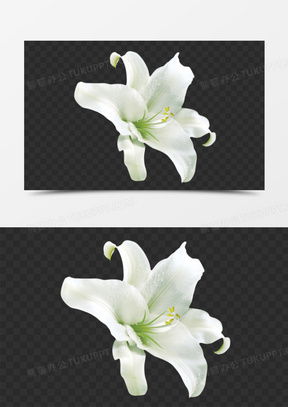 微信头像是花草表明了什