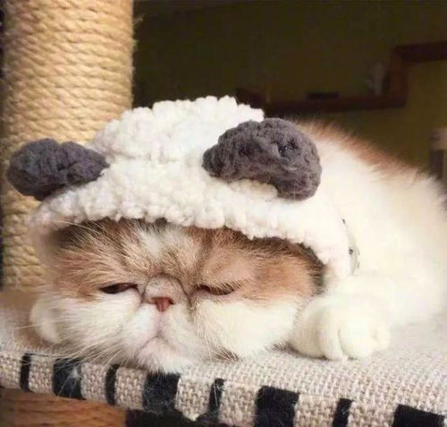  养猫一个月多少钱猫砂猫粮怎么选