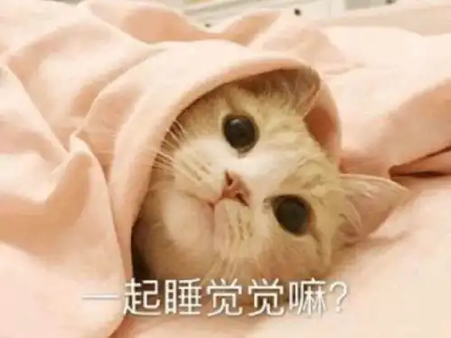  可爱小猫表情包