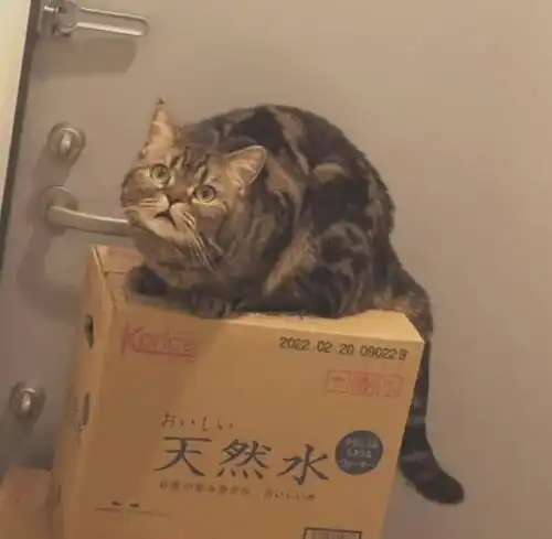  图集原来绵羊真是雪白的,灰色的只是因为没洗