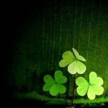  四叶草图片唯美头像高清经典的微信四叶草头像