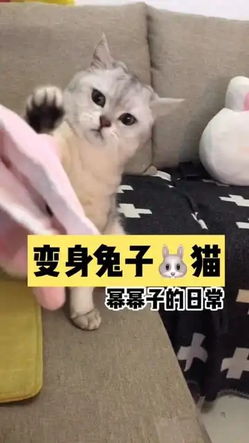  这是一个兔子,真的不是小猫咪
