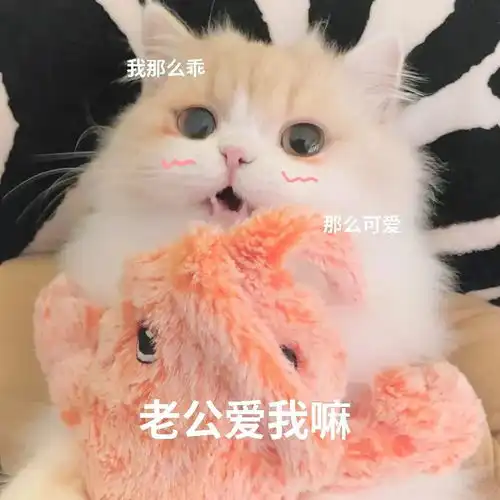  表情包谁会拒绝一只叫老公的猫猫呢