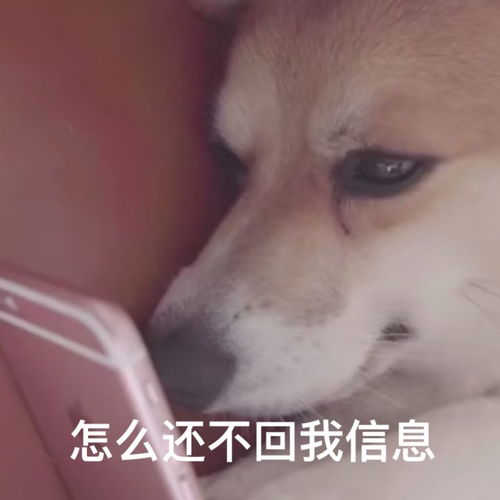  最具争议舔狗表情包终于来了,你支持哪方