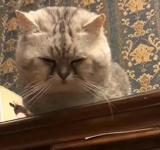  母猫生完小奶猫,公猫看了一眼,满脸问号这生的到底是谁家的娃