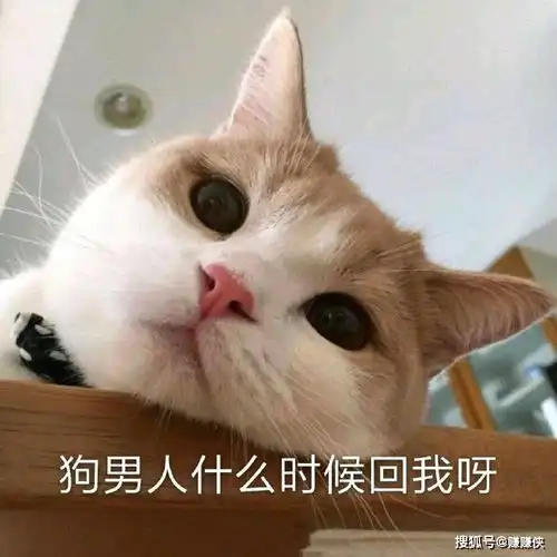  搞笑表情包图片快出来一起玩
