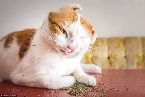  趣闻形态搞笑萌翻众人美国摄影师拍摄猫咪吸食猫薄荷后反应引围观