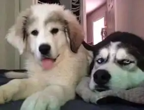 稳稳的接住柴犬表情包哈