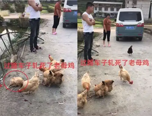  该赔钱吗河南小伙在村子里开车压死1只鸡,主人开口就要100块起争执