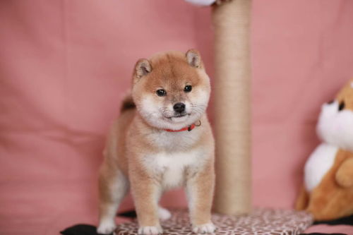  怎么挑选纯种柴犬呢看完这篇您就知道了