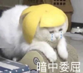 谁喝酒谁是狗表情包猫咪