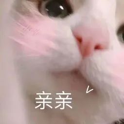 猫咪吃了益生菌还是会便血,究竟怎么回事