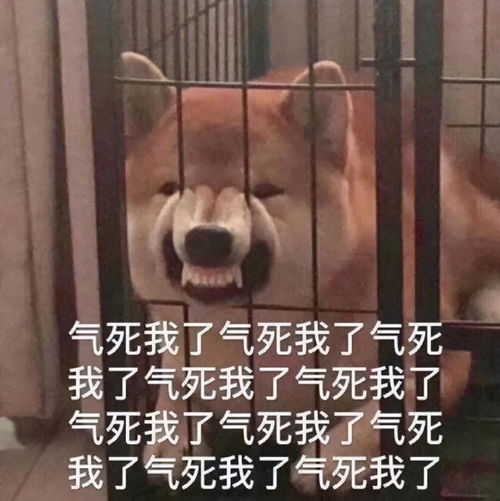 闭嘴的表情包一条狗活着