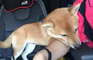 柴犬跳表情包胳膊