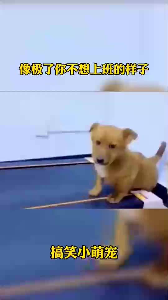  我家萌宠成精了狗子的表情也太敷衍了