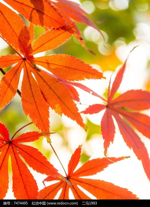  午后枫叶高清图片下载红动网