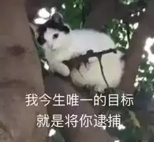  撒娇猫咪表情包给你个机会偷亲我