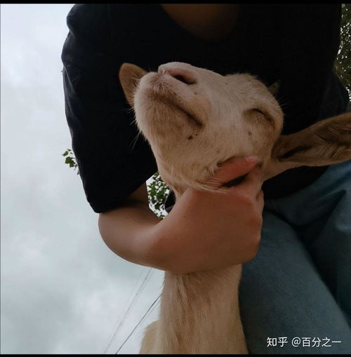 小羊情侣头像图咩咩