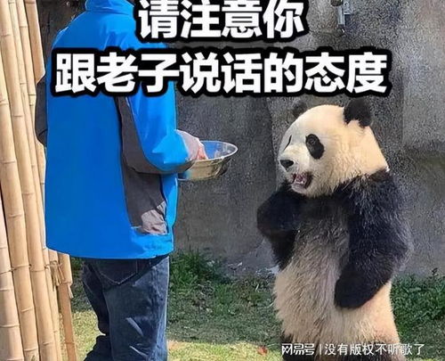  在成都旅游,却从出租的国宝身上,看出各国都是怎么看中国的