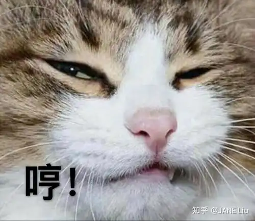 打滚表情包猫猫主人