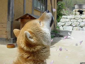  日本16岁超萌表情包柴犬北登逝世哀悼,祝愿走好