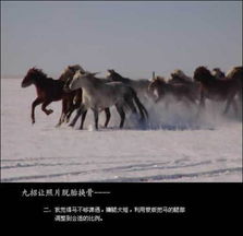  ps合成唯美雪原中奔跑的骏马图片