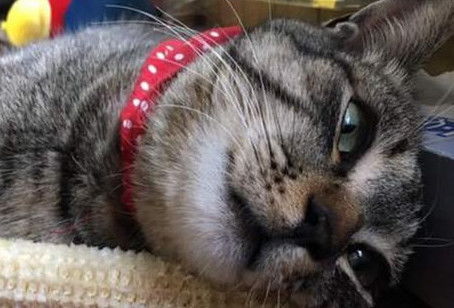  猫咪趁主人不注意偷了个玉米却睡着了,中途被铲屎官掉包,醒来后一脸生无可恋