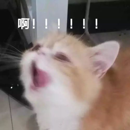  表情包不想睡觉想睡你