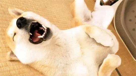  柴犬病理性掉毛了解一下,7大因素