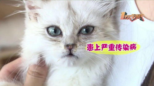  防不胜防女子买猫遭遇双重陷阱