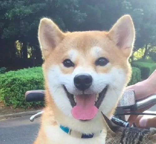  主人把柴犬和猫放车筐后,猫咪的表情大写一个嫌弃