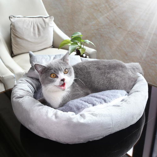  网红猫窝夏季猫床加绒猫垫睡觉睡垫别墅猫咪用品宠物狗窝四季通用