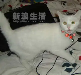  风情万种的布兰妮
