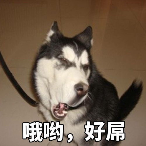  自从给家里的宠物起了个沙雕名字,我的生活处处都变成笑话