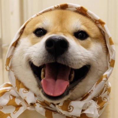  狗狗情侣头像一左一右二哈情侣头像蠢萌一对