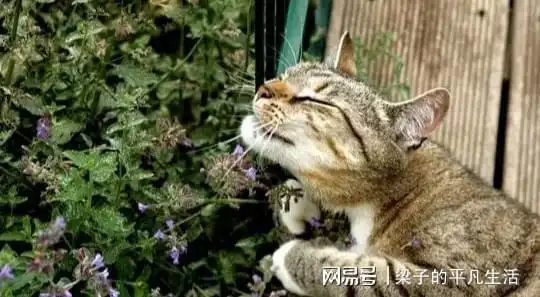 养猫就种猫薄荷,吃了满地打滚,快乐似神仙,引来一群猫