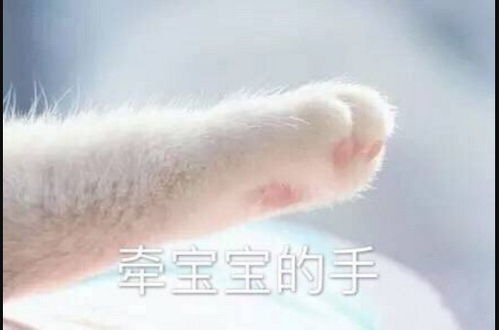  情侣猫爪套路游戏表情包,点赞不到一分钟,他给我发消息了