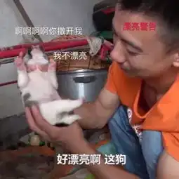  华农兄弟为什么可以靠吃一夜走红