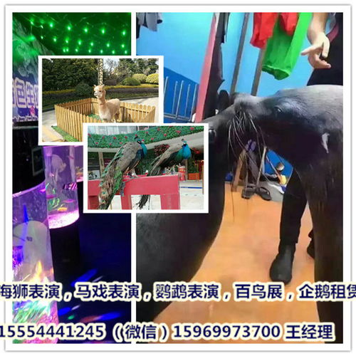  活体企鹅出租,麦哲伦企鹅租赁,海狮表演