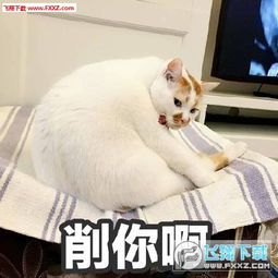  楼楼猫表情包完整版楼楼表情包最新版下载飞翔下载
