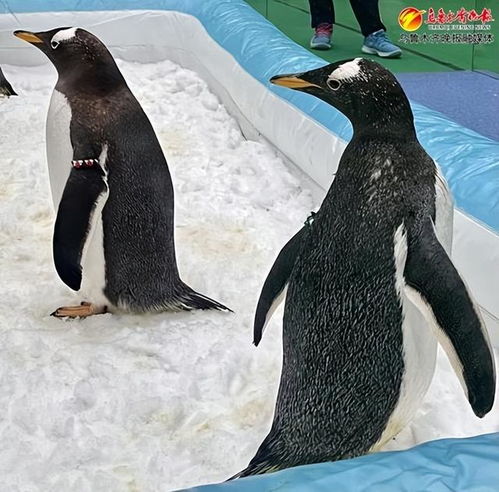  速来围观超萌哒极地动物在乌鲁木齐开启新旅程