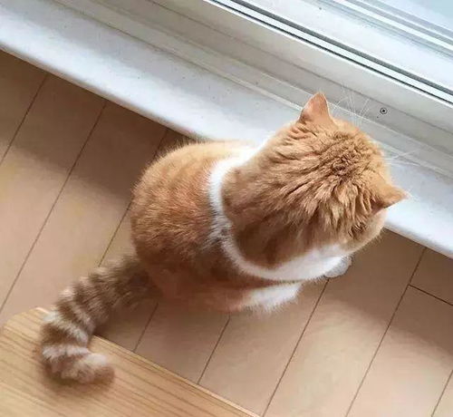  传说中的背影杀手小橘猫这只橘肥圆的身影实在太迷人