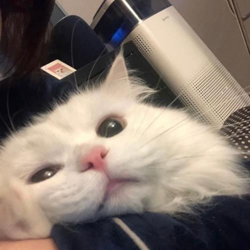  白猫头像image萌宠萌萌哒
